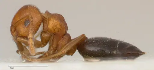 Crematogaster tricolor specimen FOCOL0428-4 image focol0428-4_3