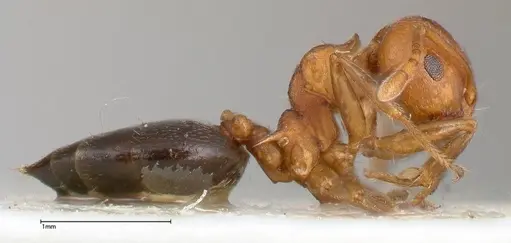 Crematogaster tricolor specimen FOCOL0428-4 image focol0428-4_4