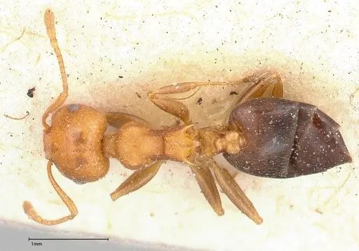 Crematogaster tricolor specimen FOCOL0429 image focol0429_1