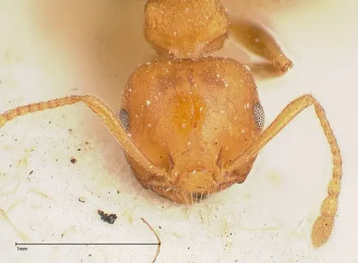 Crematogaster tricolor specimen FOCOL0429 image focol0429_2
