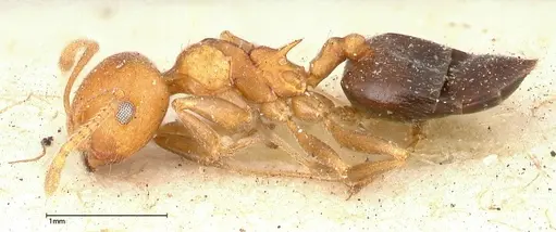 Crematogaster tricolor specimen FOCOL0429 image focol0429_3