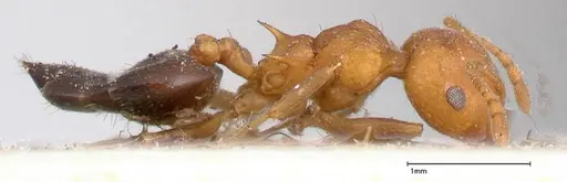 Crematogaster tricolor specimen FOCOL0429 image focol0429_4