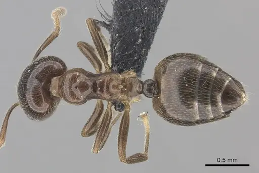 Crematogaster tsisitsilo specimen CASENT0049488 image casent0049488_1