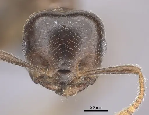 Crematogaster tsisitsilo specimen CASENT0049488 image casent0049488_2