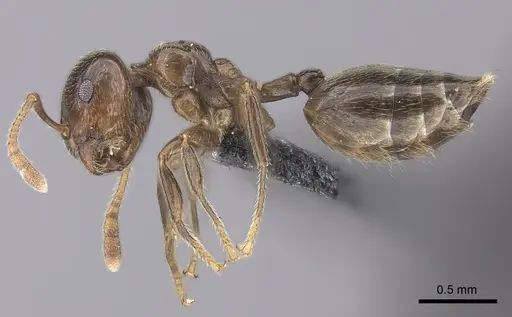 Crematogaster tsisitsilo specimen CASENT0049488 image casent0049488_3