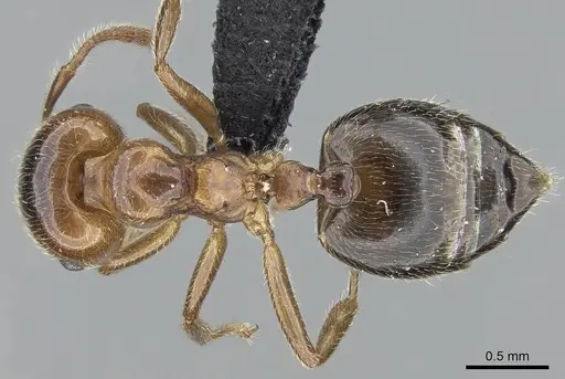 Crematogaster tsisitsilo specimen CASENT0120279 image casent0120279_1