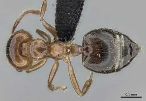 Crematogaster tsisitsilo specimen CASENT0120279 image casent0120279_2