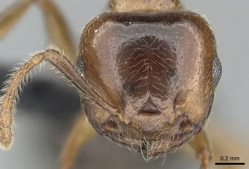 Crematogaster tsisitsilo specimen CASENT0120279 image casent0120279_3