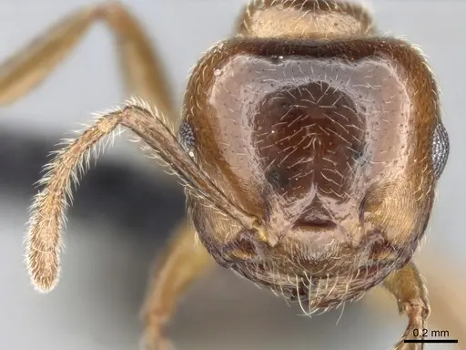 Crematogaster tsisitsilo specimen CASENT0120279 image casent0120279_4