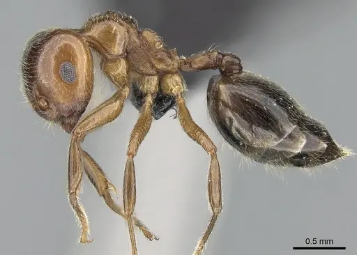 Crematogaster tsisitsilo specimen CASENT0120279 image casent0120279_5