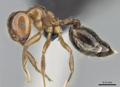 Crematogaster tsisitsilo specimen CASENT0120279 image casent0120279_6