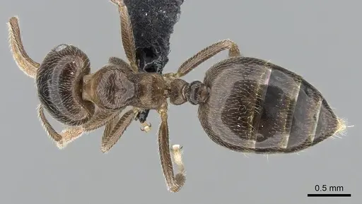 Crematogaster tsisitsilo specimen CASENT0317686 image casent0317686_1