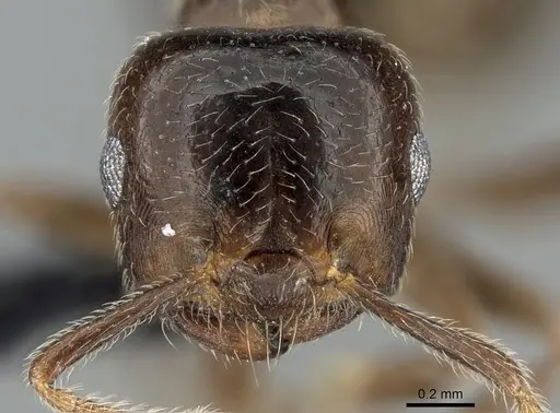 Crematogaster tsisitsilo specimen CASENT0317686 image casent0317686_2