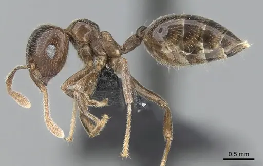 Crematogaster tsisitsilo specimen CASENT0317686 image casent0317686_3