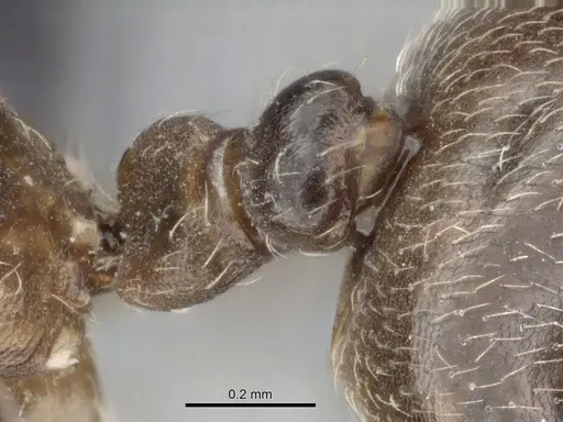 Crematogaster tsisitsilo specimen CASENT0317686 image casent0317686_4