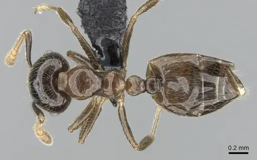 Crematogaster tsisitsilo specimen CASENT0317689 image casent0317689_1