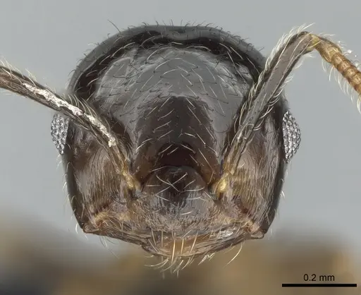 Crematogaster tsisitsilo specimen CASENT0317689 image casent0317689_2
