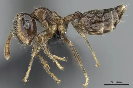 Crematogaster tsisitsilo specimen CASENT0317689 image casent0317689_3