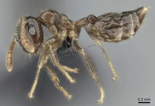 Crematogaster tsisitsilo specimen CASENT0317689 image casent0317689_4