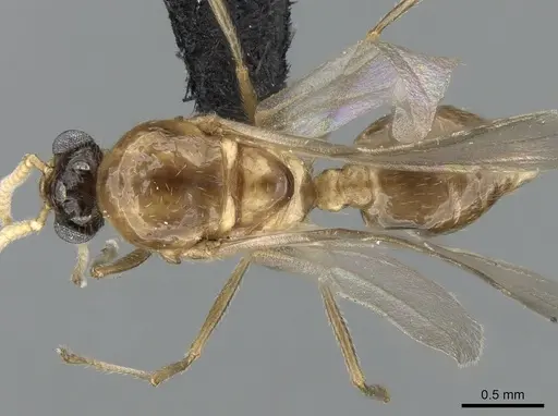 Crematogaster tsisitsilo specimen CASENT0317695 image casent0317695_1