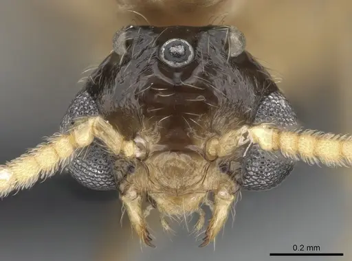 Crematogaster tsisitsilo specimen CASENT0317695 image casent0317695_2
