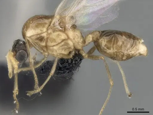 Crematogaster tsisitsilo specimen CASENT0317695 image casent0317695_4