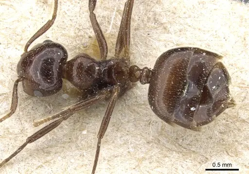 Crematogaster tumidula specimen CASENT0904533 image casent0904533_1