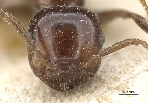 Crematogaster tumidula specimen CASENT0904533 image casent0904533_2