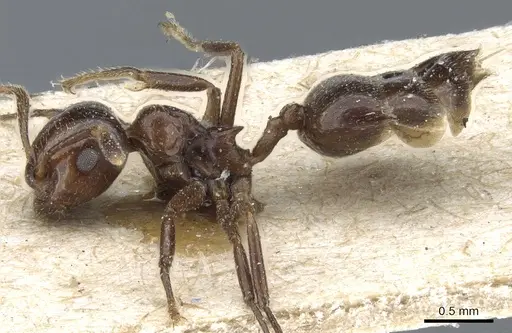 Crematogaster tumidula specimen CASENT0904533 image casent0904533_3