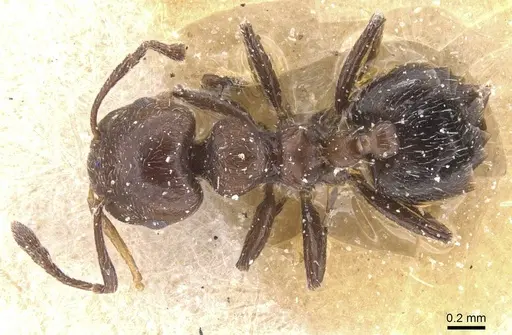 Crematogaster unciata specimen CASENT0912783 image casent0912783_1