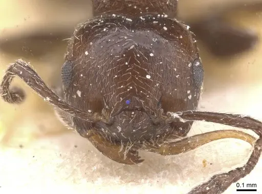 Crematogaster unciata specimen CASENT0912783 image casent0912783_2