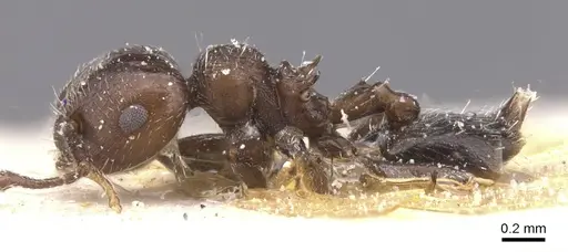 Crematogaster unciata specimen CASENT0912783 image casent0912783_3