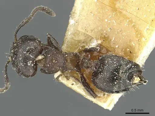 Crematogaster uruguayensis specimen CASENT0912751 image casent0912751_1