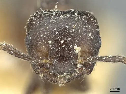 Crematogaster uruguayensis specimen CASENT0912751 image casent0912751_2