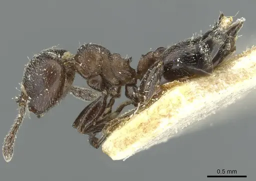 Crematogaster uruguayensis specimen CASENT0912751 image casent0912751_3