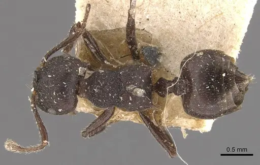 Crematogaster vacca specimen CASENT0908465 image casent0908465_1