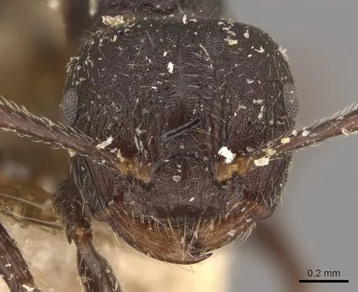 Crematogaster vacca specimen CASENT0908465 image casent0908465_2