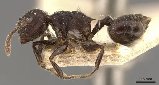 Crematogaster vacca specimen CASENT0908465 image casent0908465_3