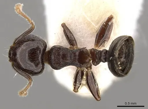 Crematogaster vagula specimen CASENT0914083 image casent0914083_1