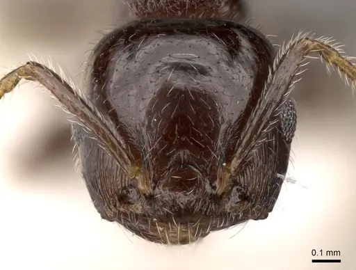 Crematogaster vagula specimen CASENT0914083 image casent0914083_2