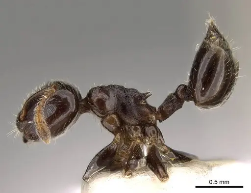 Crematogaster vagula specimen CASENT0914083 image casent0914083_3