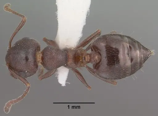 Crematogaster vermiculata specimen CASENT0102829 image casent0102829_1