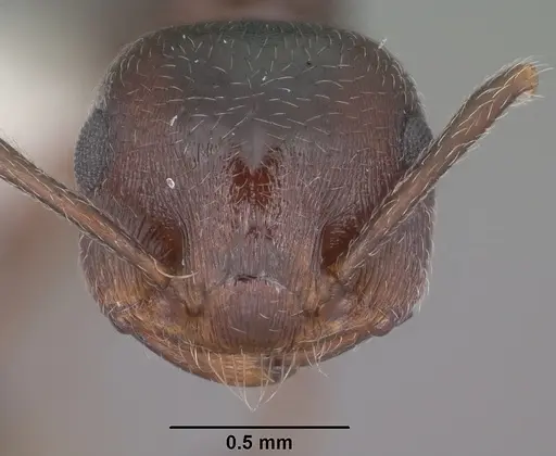 Crematogaster vermiculata specimen CASENT0102829 image casent0102829_2