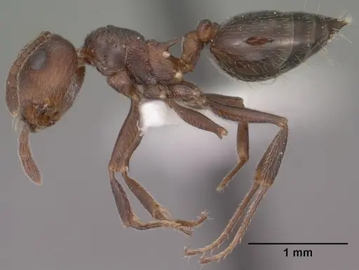 Crematogaster vermiculata specimen CASENT0102829 image casent0102829_3