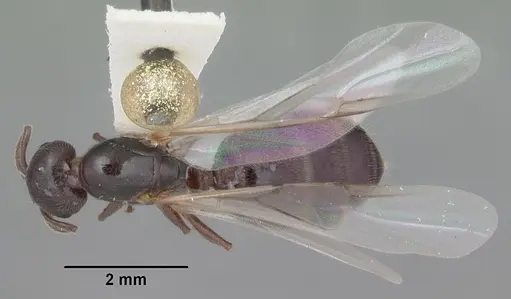 Crematogaster vermiculata specimen CASENT0103809 image casent0103809_1
