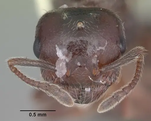 Crematogaster vermiculata specimen CASENT0103809 image casent0103809_2