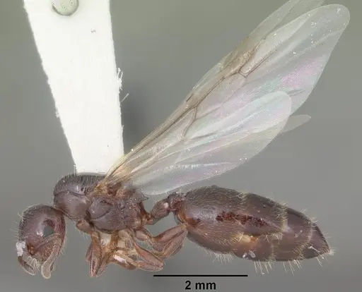Crematogaster vermiculata specimen CASENT0103809 image casent0103809_3