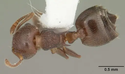 Crematogaster vermiculata specimen CASENT0103810 image casent0103810_1