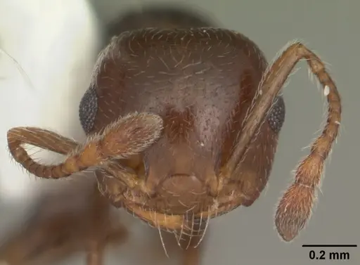 Crematogaster vermiculata specimen CASENT0103810 image casent0103810_2