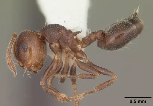 Crematogaster vermiculata specimen CASENT0103810 image casent0103810_3